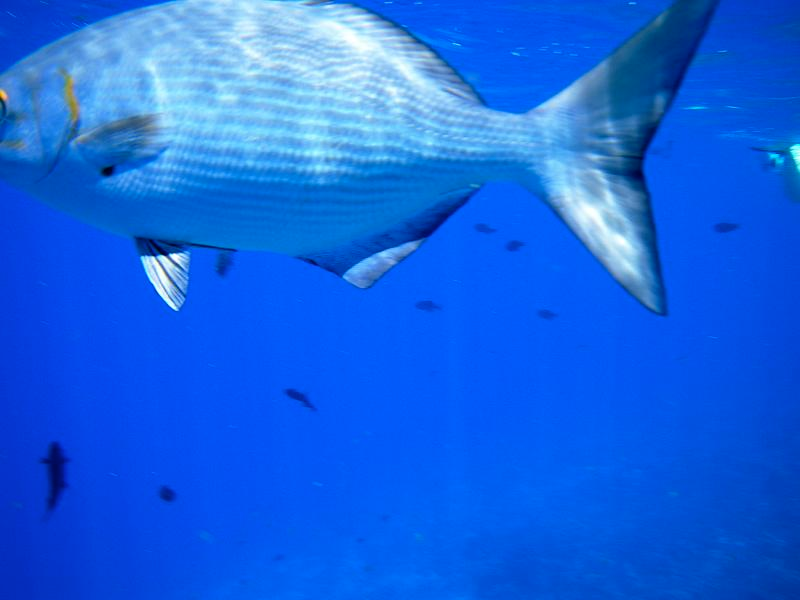Illustration for article titled Review: Pentax W60 Waterproof Camera Catching Whale Sharks